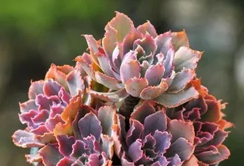 How to propagate the "Dancing in the Evening Sun" succulent, easily master various propagation techniques