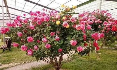 What trees can be grafted onto roses, revealing the best tree species choice for grafting roses