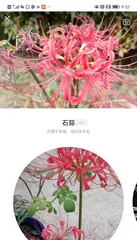 The meanings of different colored彼岸花 (Unveiling the mystery behind the meanings of the彼岸花)