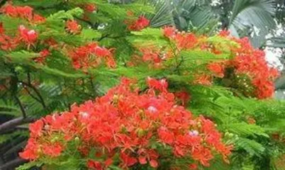 What color are凤凰花, blooming brilliantly - exploring the secrets of凤凰花's gorgeous flowers