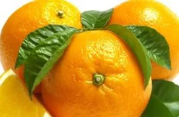 How to Grow Citrus: Detailed Guide from Seed Selection to Harvest