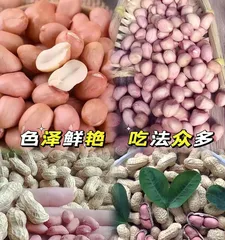 Can rabbits eat peanuts? - An educational article about rabbit diets (Nutritional balance is key! - A look at rabbit diets from the perspective of peanuts)