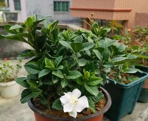 When should gardenias be repotted? The best time and operation guide for repotting gardenias