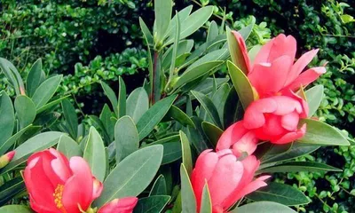 How to Grow Azalea Camellia to Blossom More (Comprehensive Guide to Azalea Camellia Care Techniques for a Fragrant Garden)