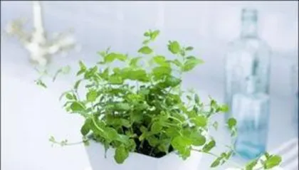 What are broad-leaved green plants? An overview of the diversity and ecological functions of broad-leaved green plants