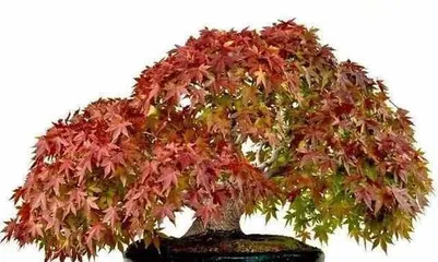 The best time to prune bonsai Japanese maples (Master the correct pruning time to make your bonsai Japanese maple more beautiful)