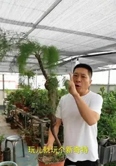 How to care for Guanyin willow bonsai, the evergreen artistic tree of the four seasons