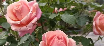 What is the meaning of the rose, a symbol of love, hope, and purity?