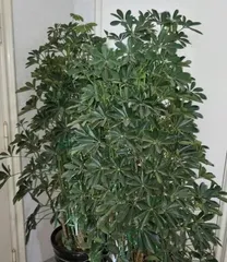 Growing money trees at home brings wealth and prosperity, with abundant money flowing in! (Tips and methods for growing money trees at home, allowing you to make money without leaving home.)