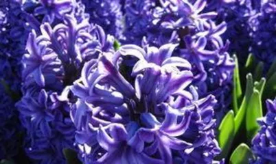 How to grow violets, a comprehensive guide from planting to harvest