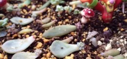 How to germinate succulents quickly, "Comprehensive guide to fast propagation techniques for succulent plants"