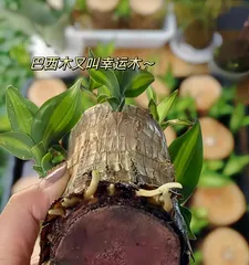 Discovering the Secrets of Dracaena Flowering (From Variety Selection to Growth Conditions, Making You an Expert in Dracaena Blooming)