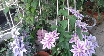 When does clematis bloom, the beautiful blossoming from late spring to late autumn