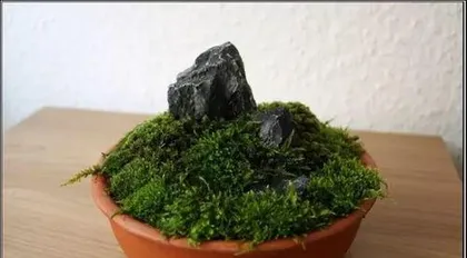 How to cultivate moss in bonsai, from collection to daily management