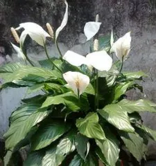 When does the white orchid bloom? Unveiling the mysteries of its spring to summer blossoming.