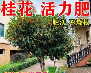 How to make your osmanthus tree bloom? (Reasons why osmanthus trees don't bloom, the needs of osmanthus trees, how to promote blooming)