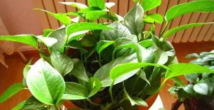 How to Kill Devil's Ivy