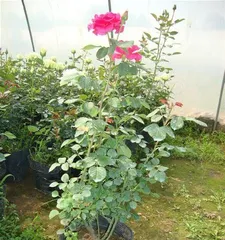 How to care for potted roses, from soil to light, providing comprehensive care for your beautiful roses