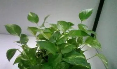 Why do some pothos have spots? Exploring the relationship between plant health and growing environment