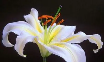 What does a lily look like? They come in various forms and are treasures among flowers.