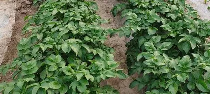 The Time of Potato Flowering and Its Characteristics (Exploring the Causes and Effects of Potato Flowering)