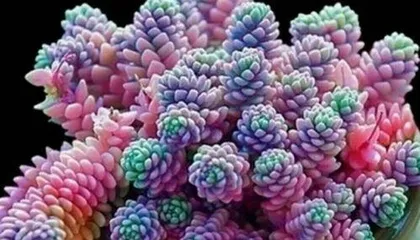 How to Care for Sparkling Succulents: Creating a Lush Green Little Gem at Home