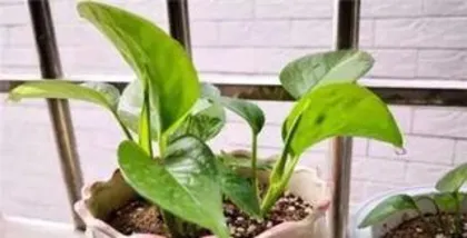 Why is the trailing pothos vine not good? Analysis of the growth problems of trailing pothos vines