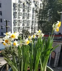 How to handle daffodil flowers after they bloom, preservation and replanting techniques