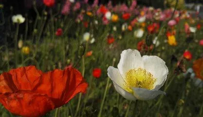 The language of bright flowers, conveying beauty — exploring the mysteries of the language of bright flowers