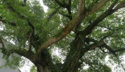 What tree is the tree of wealth and honor?
