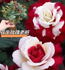 A Guide to Growing Roses at Home (How to Successfully Grow Beautiful Roses at Home)