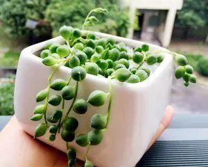 How to Water String of Pearls, Scientific Watering, Grow Lush Green Beads