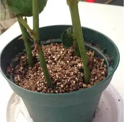 How do roses sprout, the wonderful journey of rose sprouting