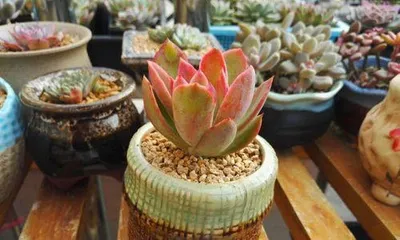Bonsai time and care methods for Daruma Fuyu (How to correctly plant and care for this beautiful and mysterious plant?)