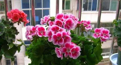 What flower is cold-tolerant, exploring the beautiful legend of cold-tolerant flowers