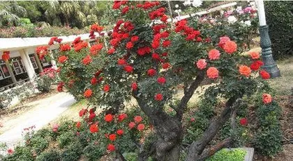 What kind of tree is used for grafting rose bushes? Selecting fine rootstocks, a colorful flower sea blooms.