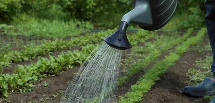 Summer Solstice Planting Guide (What crops are suitable for planting during the summer solstice? A must-read for farmers!)