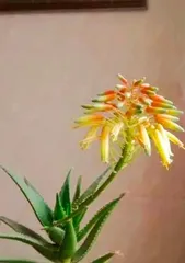 How to Get Aloe Through the Winter? (Aloe Care Guide to Keep It Thriving in the Winter)
