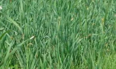 How to cultivate iris pot landscapes: Full analysis of soil, light, water, and pruning