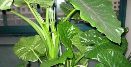 What causes the leaves of Dieffenbachia to turn yellow, common reasons and response strategies