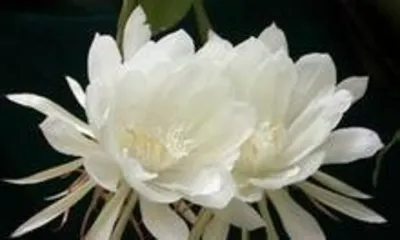 What does the epiphyllum look like? Overview of the morphology and growth habits of the epiphyllum