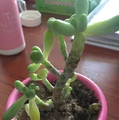 How to Care for Octopus Plant (Gasteria), Full Analysis of Light, Temperature, Watering, and Fertilizing