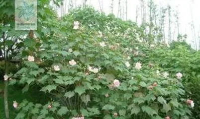 What does the hibiscus look like, a natural treasure with colorful and various shapes