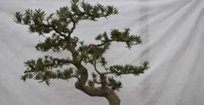 How to prune a Juniper bonsai, comprehensive analysis of Juniper bonsai pruning techniques1