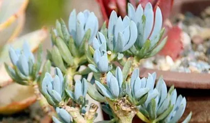 How to care for Blue Spruce Echeveria: Full analysis of light, temperature, soil, and propagation
