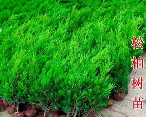 A Complete Guide to Indoor Care of Dragon Spruce (Making Your Living Space More Vibrant!)