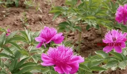 How to care for peony flowers? (Mainly water care to make the flowers more beautiful)
