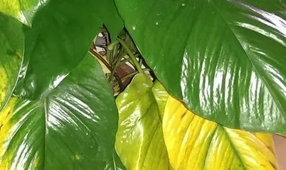How to solve yellowing of potted leaves, diagnosis and solution strategies