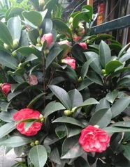 When does camellia bloom, its magnificent blossoms in winter and spring