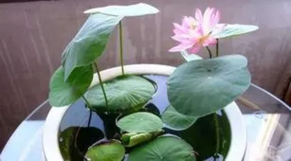 How to plant lotus seeds, from breaking the shell to blooming